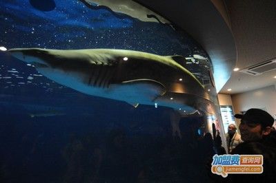 水族館是做什么的：水族館是一個專門用于展示水生動物的機(jī)構(gòu) 水族館百科（水族館加盟） 第1張