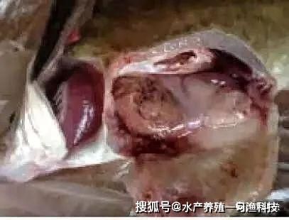 黑帝王魟魚的疾病預防措施：黑帝王魟魚疾病預防措施 魟魚百科 第4張