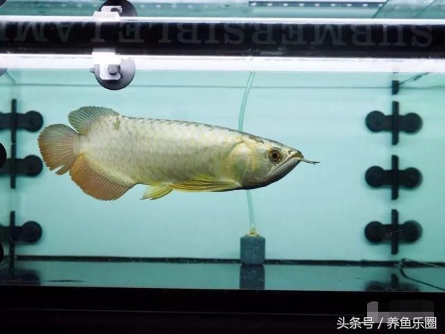 金龍魚養(yǎng)護(hù)注意事項(xiàng)及技巧：金龍魚養(yǎng)護(hù)的注意事項(xiàng)和技巧 金龍魚百科 第5張