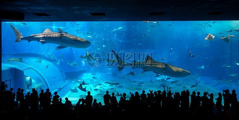 水族館店鋪照片高清：水族館店鋪高清照片