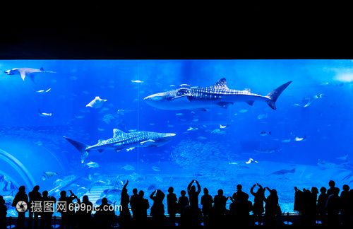 水族館店鋪照片高清：水族館店鋪高清照片 水族館百科（水族館加盟） 第3張