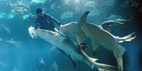 青島水族館門票價(jià)格：青島水族館特色展覽介紹青島水族館門票價(jià)格詳細(xì)信息 水族館百科（水族館加盟） 第4張