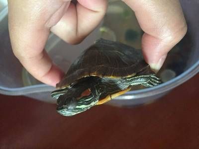 海龍魚(yú)怎么炸才酥脆：海龍魚(yú)的酥脆炸制技巧 水族問(wèn)答 第1張