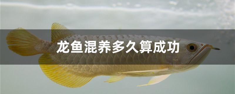 龍魚(yú)混養(yǎng)多久算成功：如何判斷龍魚(yú)混養(yǎng)成功率 龍魚(yú)百科 第1張