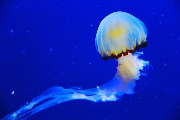 達(dá)州水族館：四川省達(dá)州市達(dá)州城市水族館 全國(guó)觀賞魚市場(chǎng) 第9張