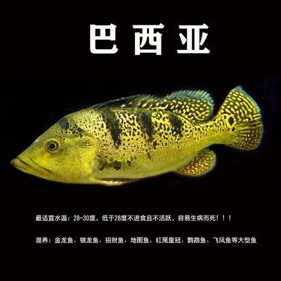 海水金龍魚價格表最新消息：海水金龍魚市場價格受到多重影響，海水金龍魚價格波動較大 水族問答 第1張