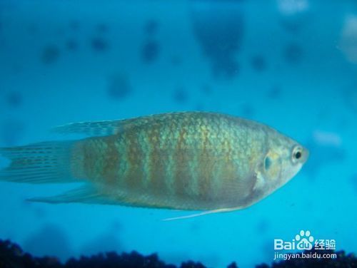 水族館適合養(yǎng)什么魚類：斗魚的種類