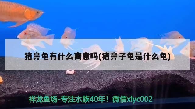 豬鼻龜有什么寓意嗎：養(yǎng)豬鼻龜有什么寓意 豬鼻龜百科 第7張