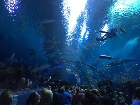 世界第一大水族館：全球最宏偉水族館的奧秘 水族館百科（水族館加盟） 第5張