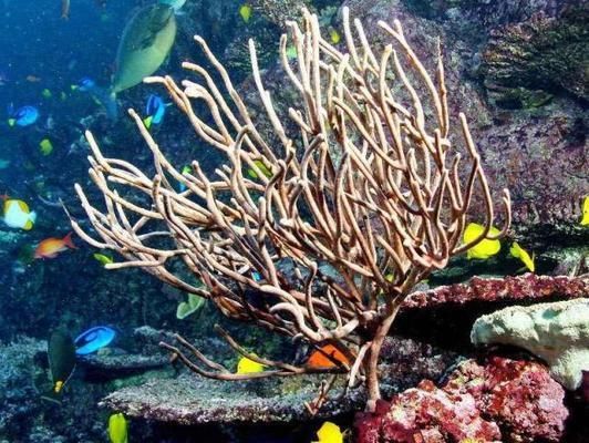 世界第一大水族館：全球最宏偉水族館的奧秘 水族館百科（水族館加盟） 第4張