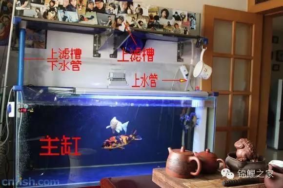 韓錦魚缸 魚缸百科 第3張