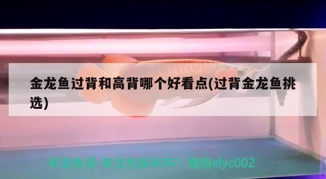 過背金龍魚能吃嗎有毒嗎：過背金龍魚可以吃嗎