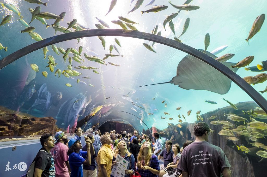 中國最大的水族館是哪個(gè)：中國最大的水族館是長隆海洋王國 水族館百科（水族館加盟） 第3張