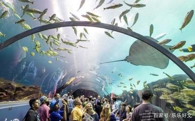 中國最大的水族館是哪個(gè)：中國最大的水族館是長隆海洋王國 水族館百科（水族館加盟） 第5張