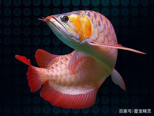 觀賞魚飼料適口性測試：觀賞魚飼料適口性測試是評估魚類對飼料的喜好程度 觀賞魚百科 第2張