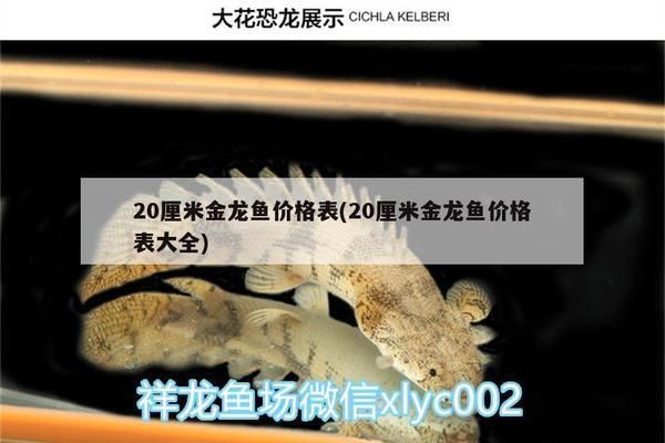 20公分過背金龍魚價格：20公分過背金龍魚價格信息：20公分過背金龍魚價格詳細信息 金龍魚百科 第5張