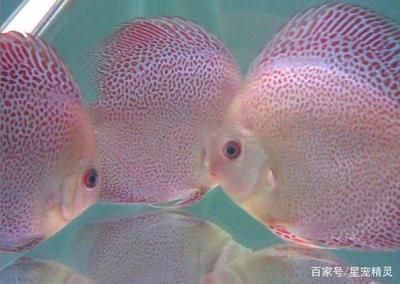 觀賞魚飼料耐水性測(cè)試：觀賞魚飼料保存方法 觀賞魚百科 第1張