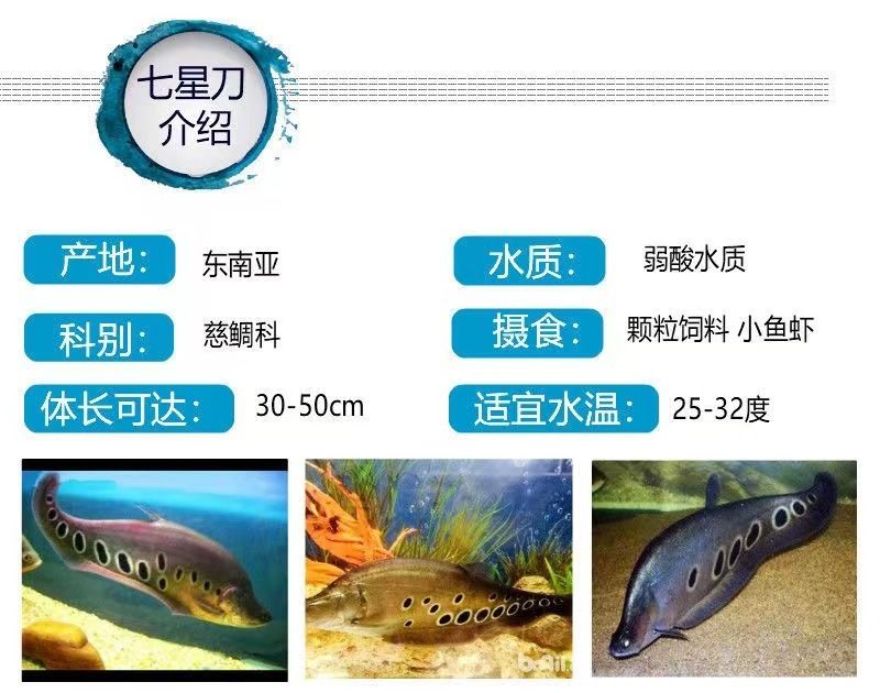 龍魚的飼料七星刀魚能吃嗎圖片：七星刀魚的飼養(yǎng)要求和混養(yǎng)注意事項(xiàng) 龍魚百科 第3張