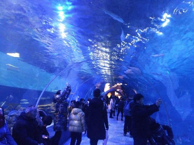 水族館的發(fā)展：中國水族館行業(yè)發(fā)展迅猛 水族館百科（水族館加盟） 第5張