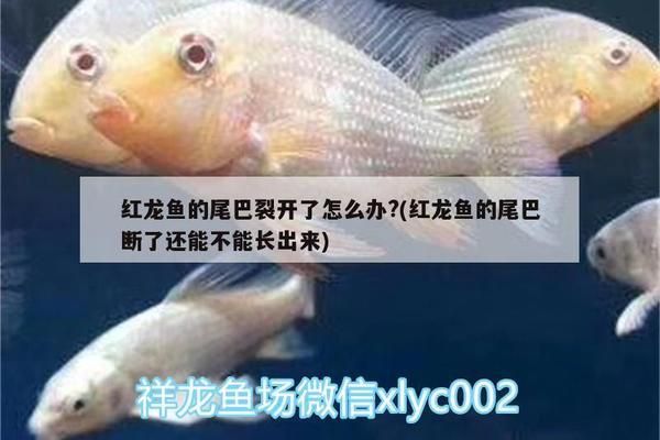 紅龍魚的尾巴斷了還能不能長出來：紅龍魚尾巴斷了還能不能長出來，紅龍魚尾巴斷了還能長出來