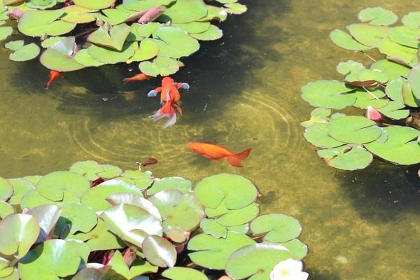 魚缸里長紅色的是什么：魚缸中紅色物體的種類繁多可能是珊瑚、藻類或魚卵等自然生長物 魚缸百科 第4張