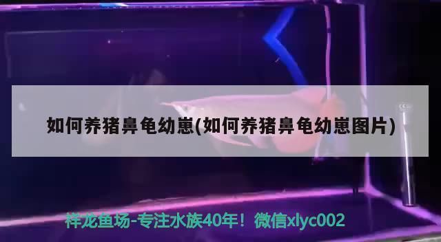 豬鼻龜下蛋了怎么辦圖片：豬鼻龜什么時(shí)候下蛋能下蛋， 豬鼻龜百科 第2張