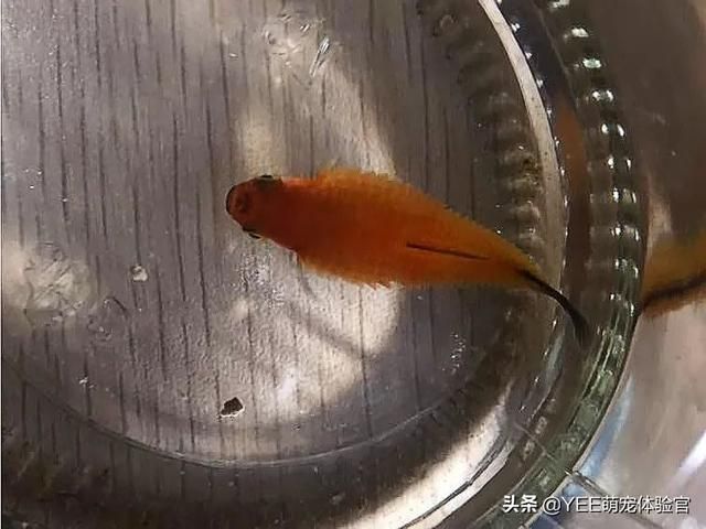 觀賞魚營養(yǎng)不良預(yù)防措施：觀賞魚營養(yǎng)不良是常見的問題，預(yù)防觀賞魚營養(yǎng)不良的問題