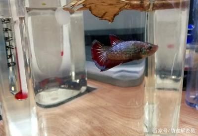 觀賞魚營養(yǎng)不良預(yù)防措施：觀賞魚營養(yǎng)不良是常見的問題，預(yù)防觀賞魚營養(yǎng)不良的問題 觀賞魚百科 第3張