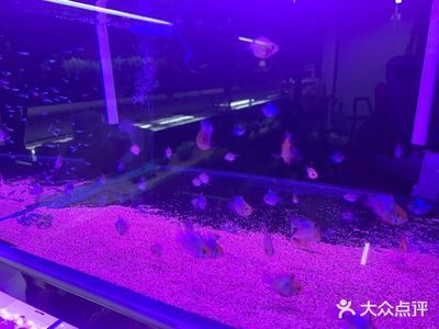 中山水族批發(fā)市場：中山市寵物市場 全國觀賞魚市場 第2張