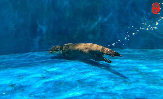 湘潭水族館 全國(guó)觀賞魚(yú)市場(chǎng) 第3張