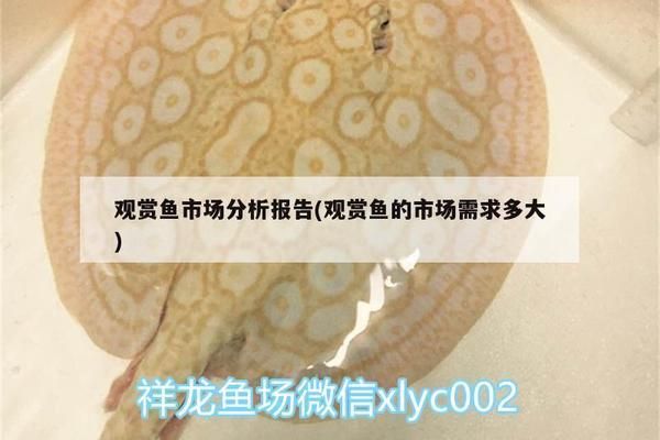 觀賞魚品種多樣性對市場影響：觀賞魚品種多樣性對市場產(chǎn)生了重要影響