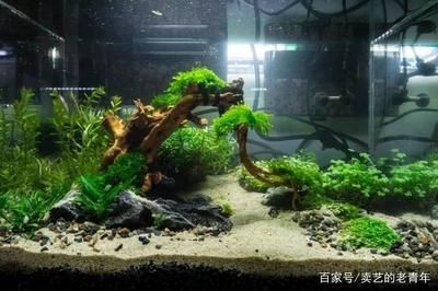 如何選擇合適的魚(yú)缸底砂：選擇合適的魚(yú)缸底砂是一個(gè)需要考慮多個(gè)因素的過(guò)程 魚(yú)缸百科 第6張