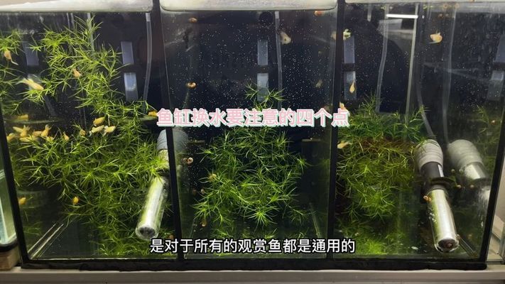 和龍魚一樣的上層魚：與龍魚相似的上層魚類分類、特征以及養(yǎng)殖方法以及養(yǎng)殖方法 水族問答