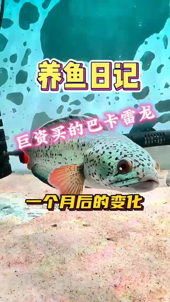 巴卡雷龍成長記：巴卡雷龍成長記，小魚慢慢養(yǎng) 觀賞魚論壇