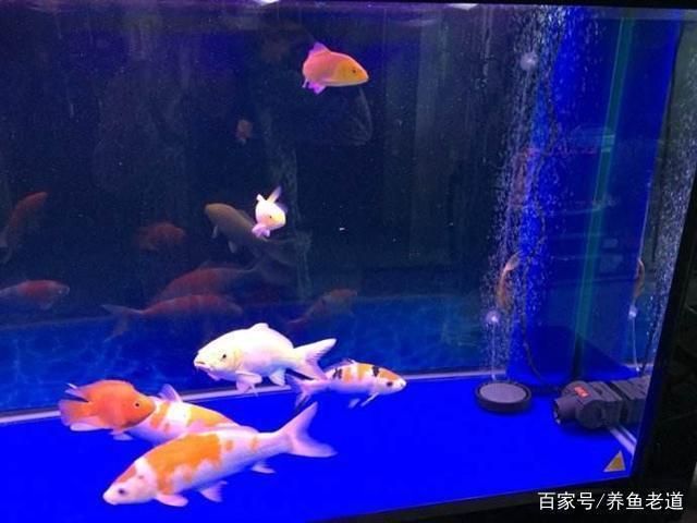 魚缸過濾系統(tǒng)的維護：高效、節(jié)能的魚缸過濾系統(tǒng)維護方法以保持水質清潔和穩(wěn)定 魚缸百科 第1張