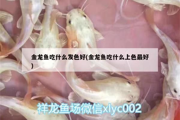 過(guò)背金龍魚(yú)喂什么發(fā)色好看：過(guò)背金龍魚(yú)發(fā)色好壞受到多種因素影響金龍魚(yú)的發(fā)色美觀 金龍魚(yú)百科 第2張