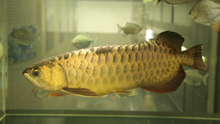 過(guò)背金龍魚(yú)喂什么發(fā)色好看：過(guò)背金龍魚(yú)發(fā)色好壞受到多種因素影響金龍魚(yú)的發(fā)色美觀 金龍魚(yú)百科 第4張