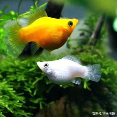 觀賞魚繁殖成功的關(guān)鍵因素：提高觀賞魚繁殖成功率的關(guān)鍵因素 觀賞魚百科 第5張