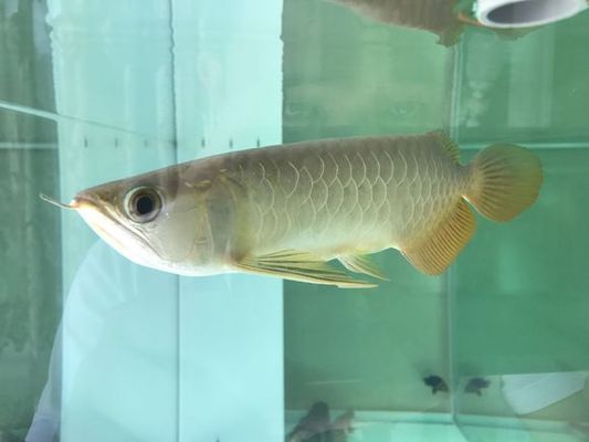 龍魚品牌 李什么：龍魚品牌李什么 龍魚百科 第3張