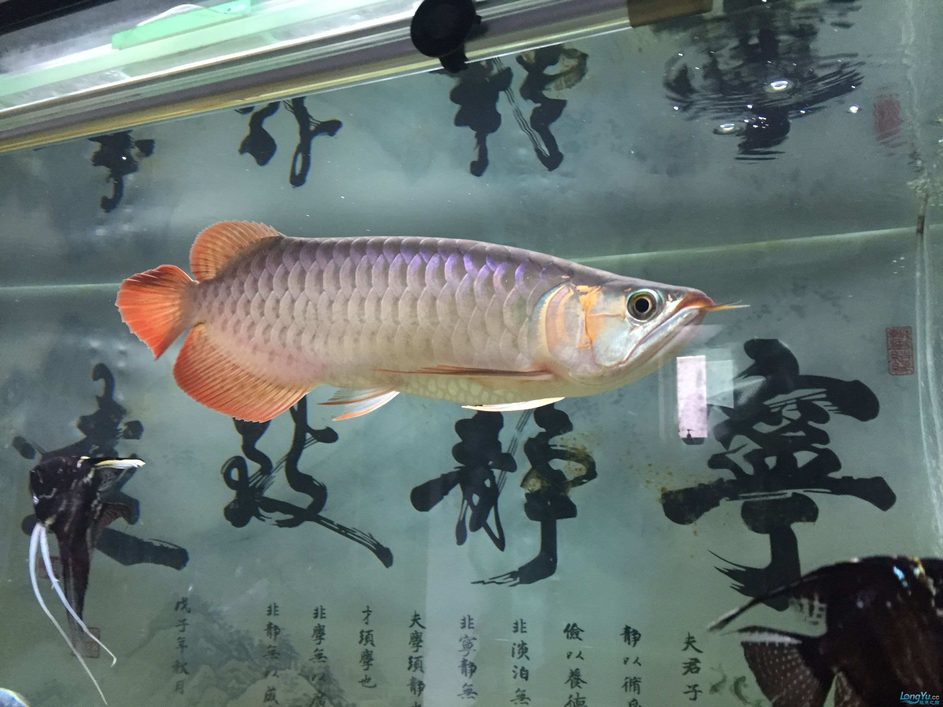 印尼紅龍魚多大發(fā)色：關于印尼紅龍魚發(fā)色的一些詳細信息 紅龍魚百科 第5張