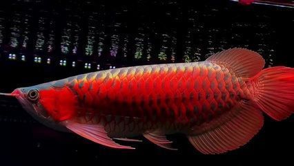 龍騰四海水族紅龍魚：龍騰四海水族紅龍魚的介紹 紅龍魚百科 第2張