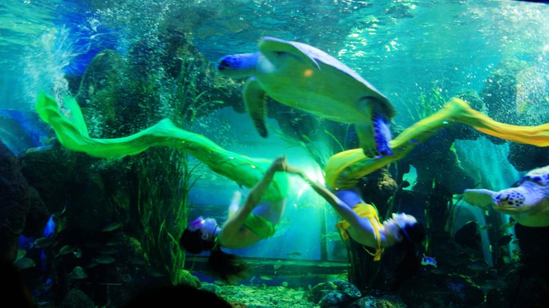 洛陽水族館：洛陽旅游攻略洛陽龍門海洋館 全國觀賞魚市場 第2張