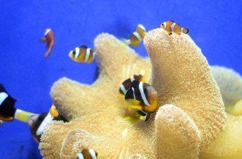 洛陽水族館：洛陽旅游攻略洛陽龍門海洋館 全國觀賞魚市場 第6張