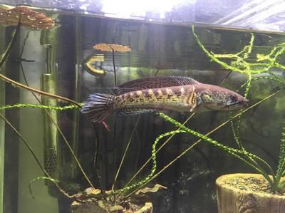 雷龍魚繁殖期飼料選擇指南：雷龍魚繁殖期飼料品牌對比 龍魚百科 第4張