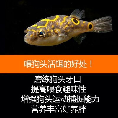 雷龍魚繁殖期飼料選擇指南：雷龍魚繁殖期飼料品牌對比 龍魚百科 第1張