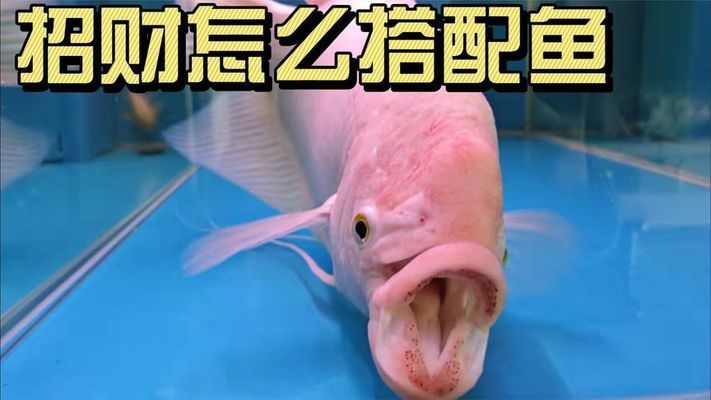 招財戰(zhàn)船魚混養(yǎng)最佳伴侶：招財魚混養(yǎng)時如何選擇魚缸？ 龍魚百科 第5張