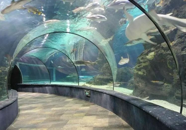 水族館需要預約嗎：上海海洋水族館和徐州水族館預約情況 水族館百科（水族館加盟） 第1張