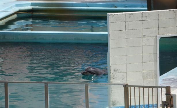 水族館人多嗎：上海海洋水族館2024年12月29這個時間點可能人流較多 水族館百科（水族館加盟） 第1張