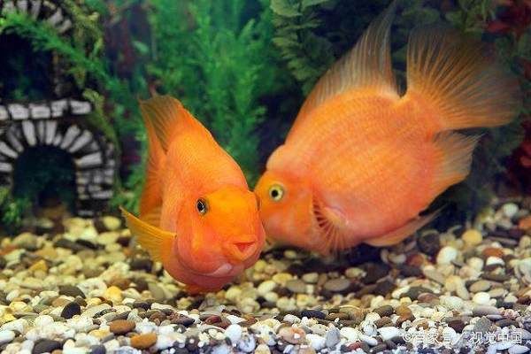 紅金龍魚吃什么飼料最好：紅金龍魚吃什么飼料？ 水族問答 第2張