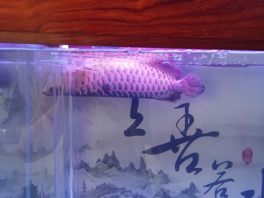 烏海龍魚專賣店：烏海二手魚缸專賣店 全國觀賞魚市場 第6張